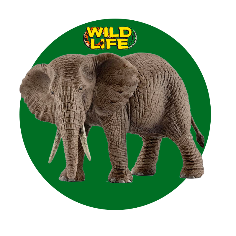 Common.Elements.Image.Web