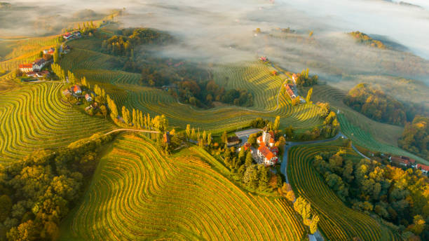 Aerial view of scenery with vineyards Jeruzalem Slovenia